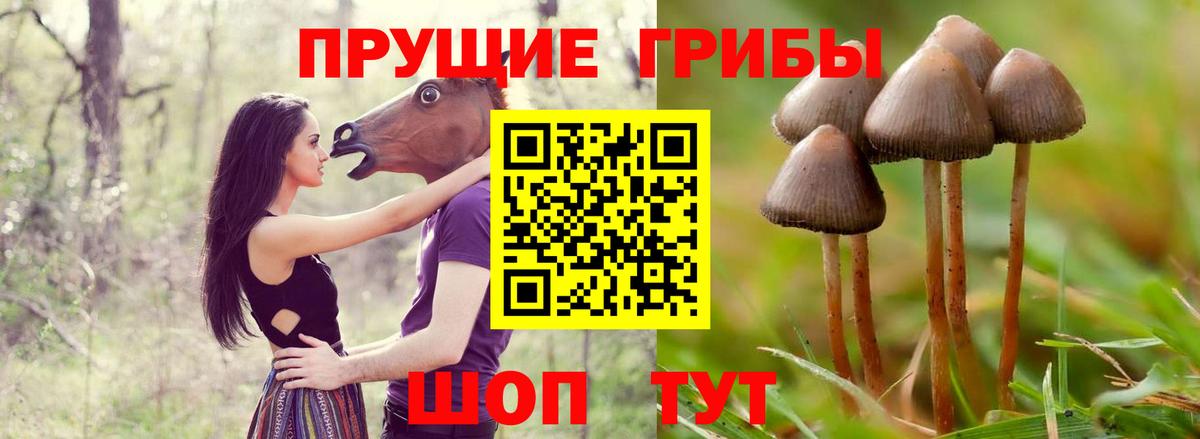 Псилоцибиновые грибы Psilocybine cubensis  Вход с VPN  Павлово 